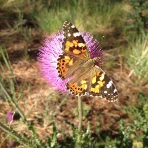 Meet your Posher, Carol